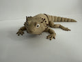 Bearded Dragon